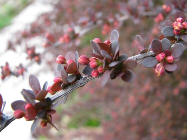 Close‑up of tree buds and reddish spring leaves before the blossoms open.