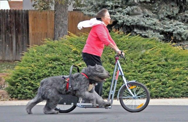 Dog running with woman on dog-powered scooter