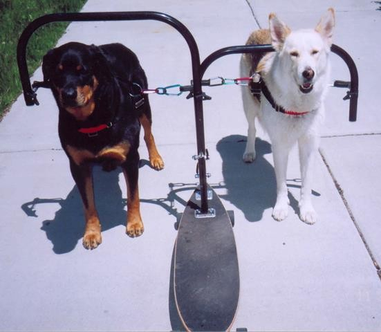 2 dogs on dog-powered skateboard