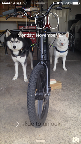 Dog-powered scooter with 2 dogs