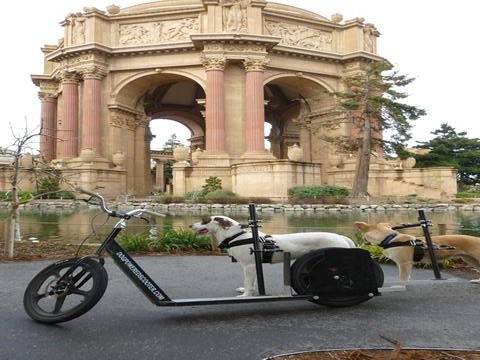 Two dogs setup dog-powerd scooter