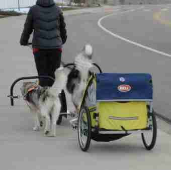 dog-powered scooter with 2 dogs