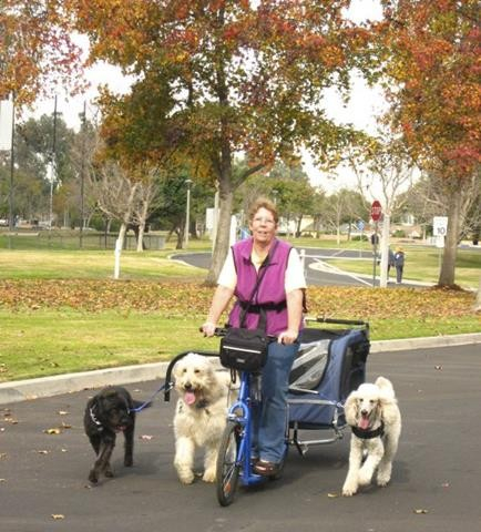 Woman with 3 dogs on dog-powered scooter