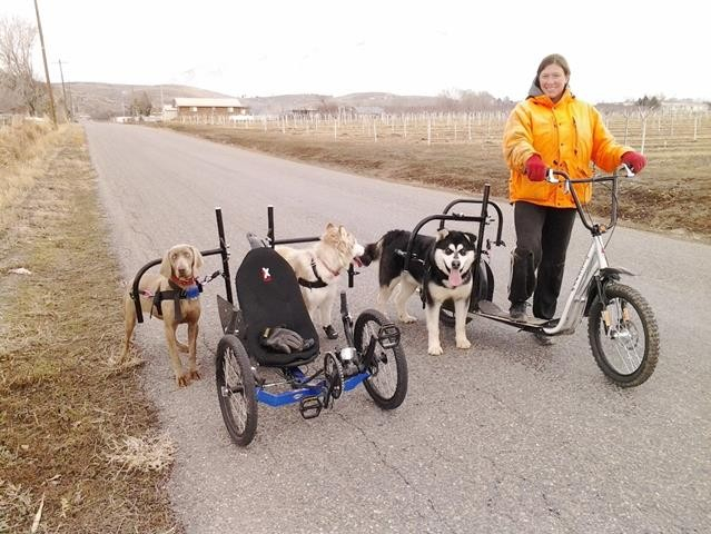 Woman on Dog-powered scooter connected to 3 dogs