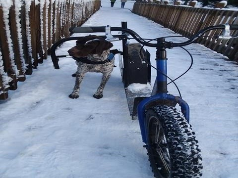 A dog in winter on dog-powered scooter