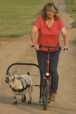 Woman with animal on scooter