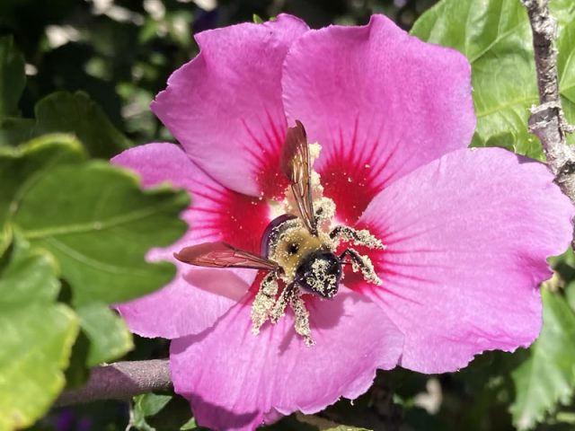 A honey bee covered in pollen while gathering nectar from a pink Rose of Sharon flower in the garden.