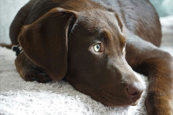 Close-up of a dog resting with soft, sad eyes during a quiet moment.