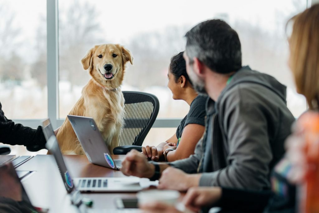 A Golden Retriever sits at a conference table while a team looks toward the dog, illustrating creativity and collaboration in a pet care business setting.
