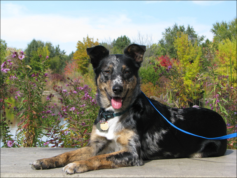Maggie sitting in soft light at Kathryn Albertson Park as I take amazing Instagram photos of my dog.