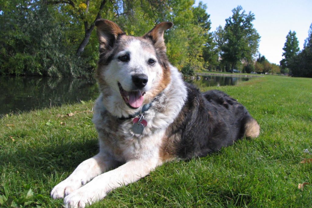 Scout relaxing on the grass at Ann Morrison Park in Boise, a calm moment that shows how to snap stunning dog photos in natural light.