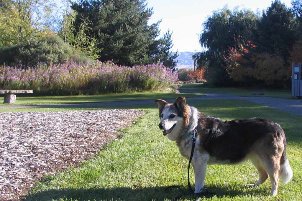 Scout standing on the grass at Kathryn Albertson Park in Boise, surrounded by trees and purple flowers on a sunny day.