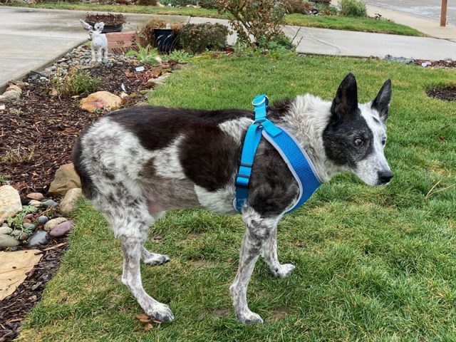 Blue Belle with her harness Blue Belle with her harness