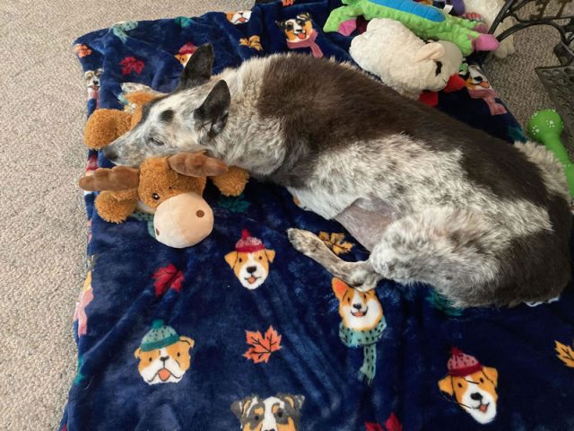 Blue Belle and her buddies Blue Belle and her buddies
