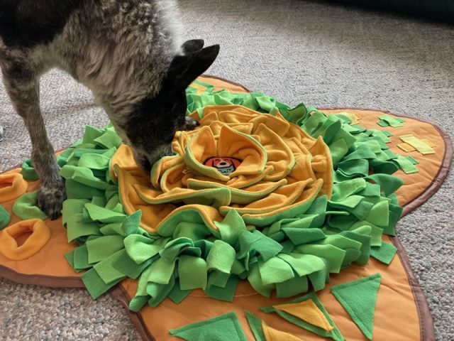 Treats are hidden in the snuffle mat Treats are hidden in the snuffle mat